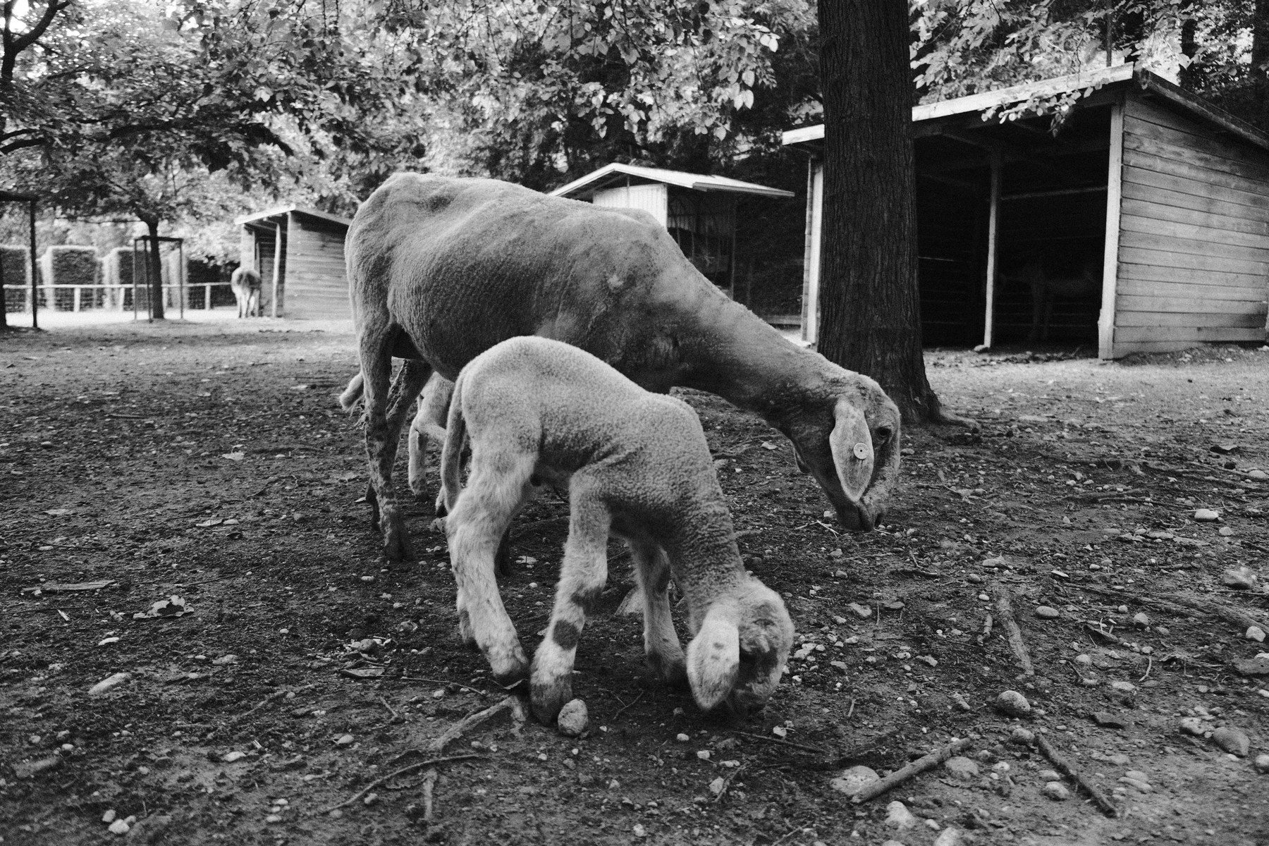 Pecore — Street Photography