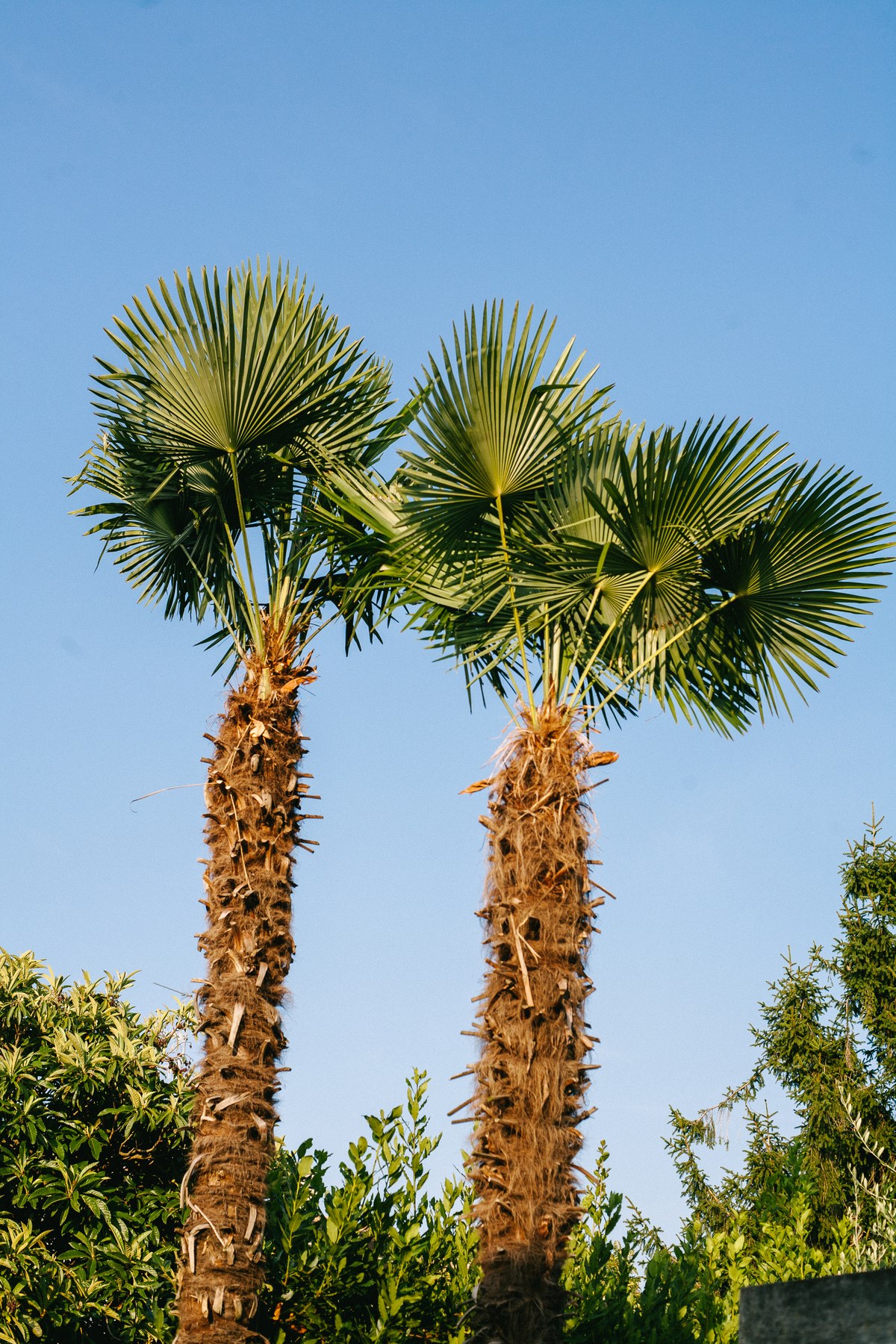 Palme — Street Photography